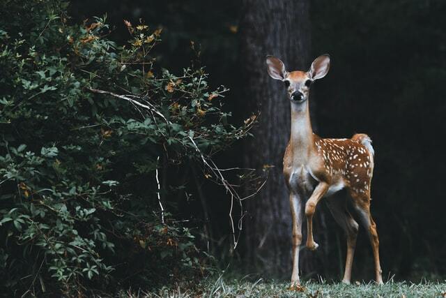 Hunting wildlife